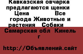 Кавказская овчарка -предлагаются щенки › Цена ­ 20 000 - Все города Животные и растения » Собаки   . Самарская обл.,Кинель г.